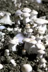 Champignons-Caves-des-Roches-Bourre©Nicolas-Derre-Conseil-departemental41  (1)